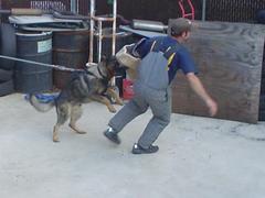 Stud Dogs in NY